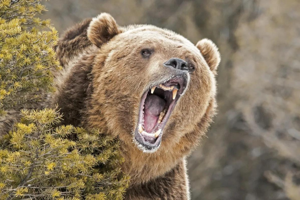 How to Survive a Bear Encounter (and What to Do If It All Goes Wrong ...