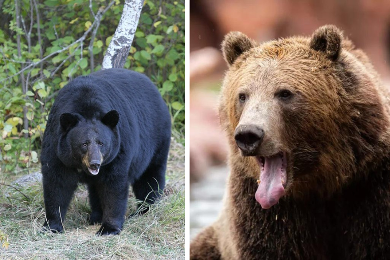 How to Survive a Bear Encounter (and What to Do If It All Goes Wrong ...
